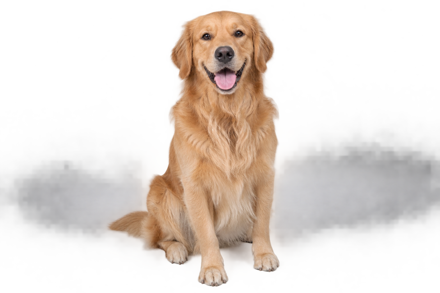 A golden retriever sitting, facing the camera, on a soft gradient background.