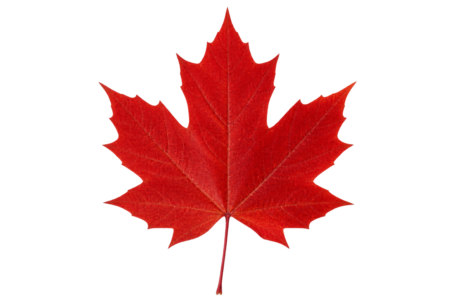A red maple leaf with a fully transparent background.